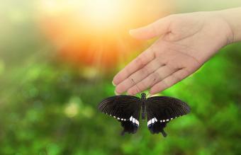 Butterfly perching on woman hand 