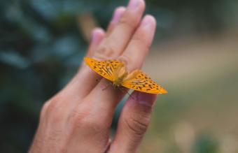 Orange butterfly on hand