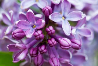 Learn the Beautiful Meaning of Lilac & Its Symbolism