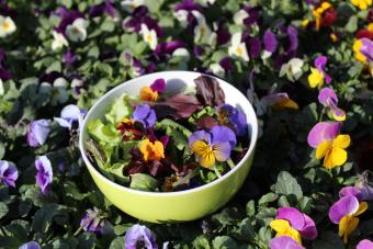 https://cf.ltkcdn.net/cooking/images/slide/336070-850x567-edible-flowers-1386714287.jpg