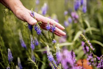 https://cf.ltkcdn.net/garden/images/slide/338009-850x567-lavender-1308485169.jpg