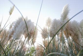 https://cf.ltkcdn.net/garden/images/slide/338011-850x569-pampas-grass-133035366.jpg