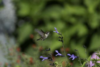 https://cf.ltkcdn.net/garden/images/slide/338012-850x567-hummingbird-1362763720.jpg