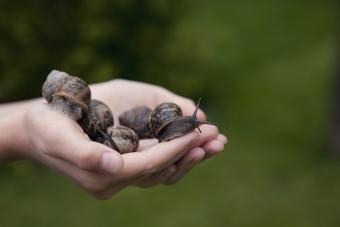 https://cf.ltkcdn.net/garden/images/slide/338013-850x567-snails-586607255.jpg