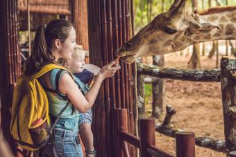 Happy mother and son watching and feeding giraffe in zoo