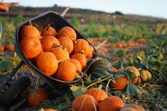 55 Pumpkin Patch Captions That Are Ripe for the Picking