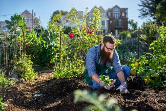 What Vegetables Grow Well Together & Why Companion Planting Matters 