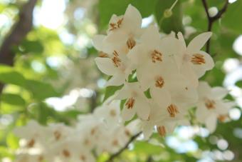 14 Stunning Types of Trees With White Flowers