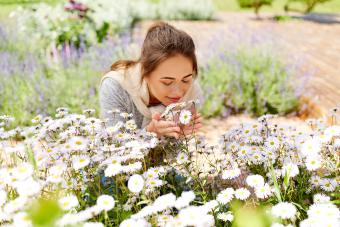 13 Types of Daisy Flowers to Brighten Your Garden