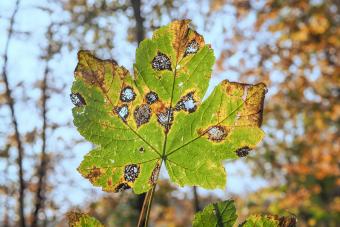 7 Common Maple Tree Diseases & How to Prevent Them