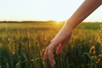 Female hand cropped view grass nature sunset